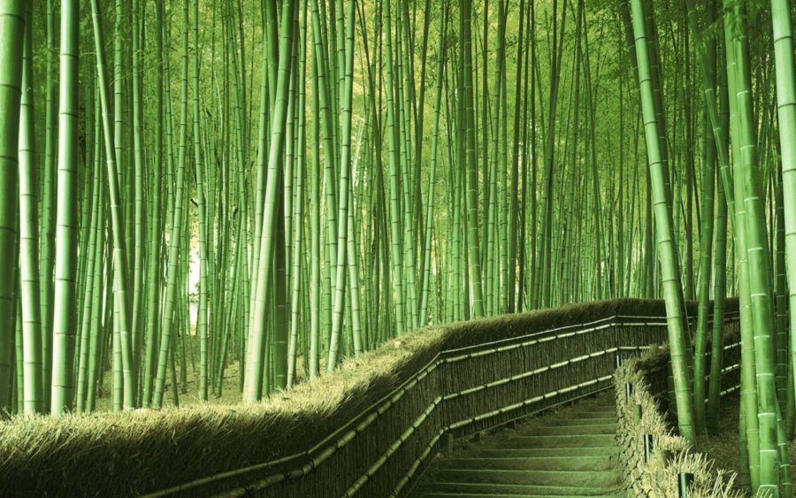 Rừng tre Sagano ( Arashiyama Bamboo Grove) theo quảng cáo đại trà :))