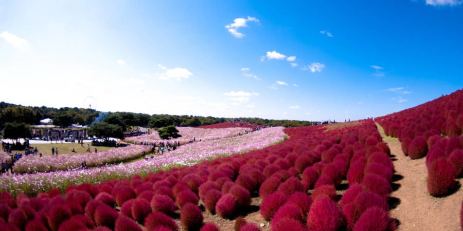 hitachi seaside park travel wallpaper flower hd desktop free 689928883