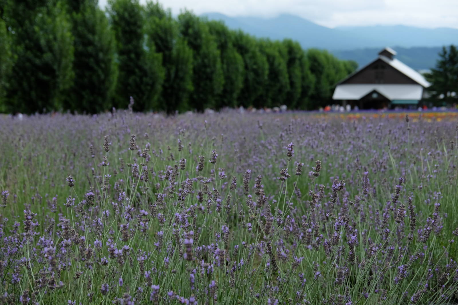 Hụt hẫng về cánh đồng hoa lavender Furano – Hokkaido Nhật Bản