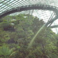 Cloud Forest