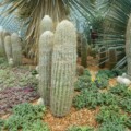 Xương rồng trong Flower Dome